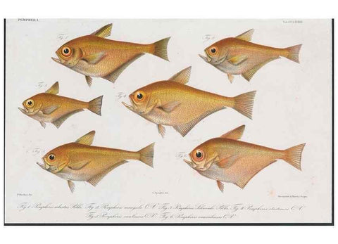 Reproducción/Reproduction 48942672496: Atlas ichthyologique des Indes orientales néêrlandaises :. Amsterdam :Frédéric Muller, editeur,1862-1878. 