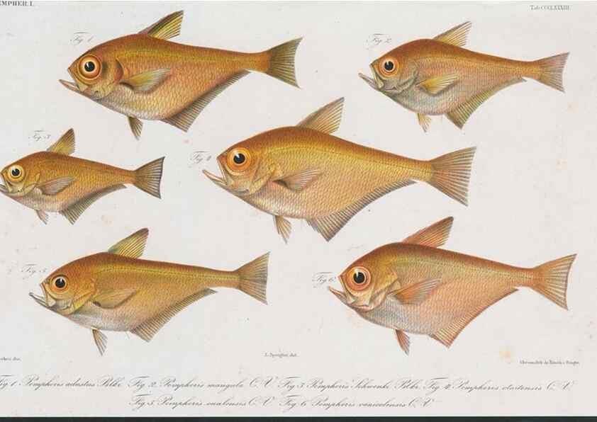 Reproducción/Reproduction 48942672496: Atlas ichthyologique des Indes orientales néêrlandaises :. Amsterdam :Frédéric Muller, editeur,1862-1878. 