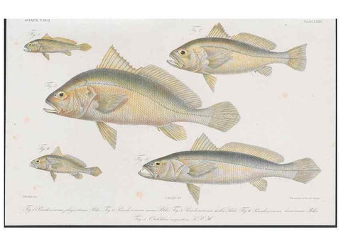 Reproducción/Reproduction 48942863332: Atlas ichthyologique des Indes orientales néêrlandaises :. Amsterdam :Frédéric Muller, editeur,1862-1878. 
