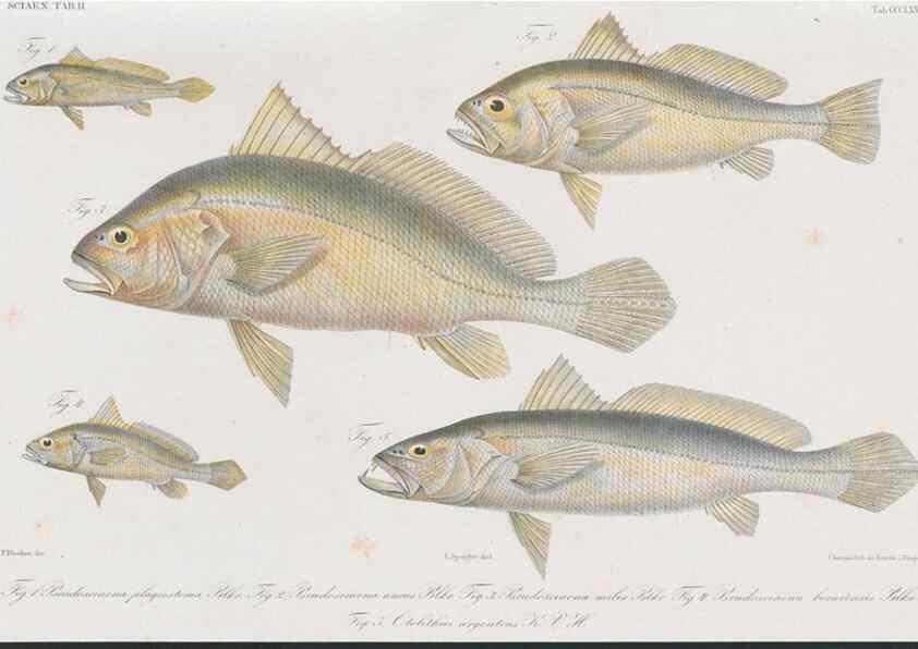 Reproducción/Reproduction 48942863332: Atlas ichthyologique des Indes orientales néêrlandaises :. Amsterdam :Frédéric Muller, editeur,1862-1878. 