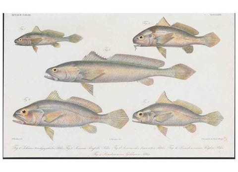 Reproducción/Reproduction 48942863557: Atlas ichthyologique des Indes orientales néêrlandaises :. Amsterdam :Frédéric Muller, editeur,1862-1878. 