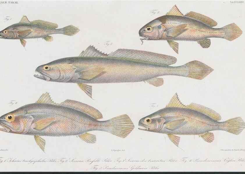 Reproducción/Reproduction 48942863557: Atlas ichthyologique des Indes orientales néêrlandaises :. Amsterdam :Frédéric Muller, editeur,1862-1878. 