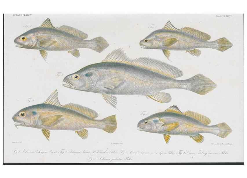 Reproducción/Reproduction 48942124048: Atlas ichthyologique des Indes orientales néêrlandaises :. Amsterdam :Frédéric Muller, editeur,1862-1878. 