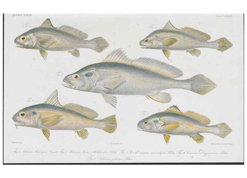 Reproducción/Reproduction 48942124048: Atlas ichthyologique des Indes orientales néêrlandaises :. Amsterdam :Frédéric Muller, editeur,1862-1878. 