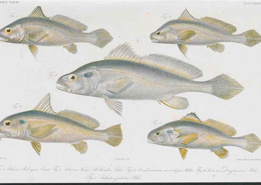 Reproducción/Reproduction 48942124048: Atlas ichthyologique des Indes orientales néêrlandaises :. Amsterdam :Frédéric Muller, editeur,1862-1878. 