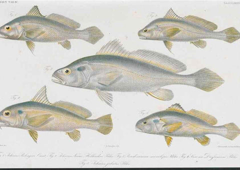 Reproducción/Reproduction 48942124048: Atlas ichthyologique des Indes orientales néêrlandaises :. Amsterdam :Frédéric Muller, editeur,1862-1878. 