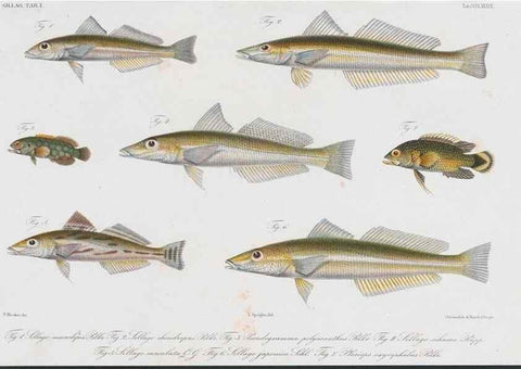 Reproducción/Reproduction 48942674331: Atlas ichthyologique des Indes orientales néêrlandaises :. Amsterdam :Frédéric Muller, editeur,1862-1878. 