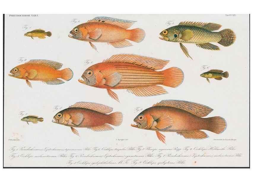 Reproducción/Reproduction 48942864947: Atlas ichthyologique des Indes orientales néêrlandaises :. Amsterdam :Frédéric Muller, editeur,1862-1878. 