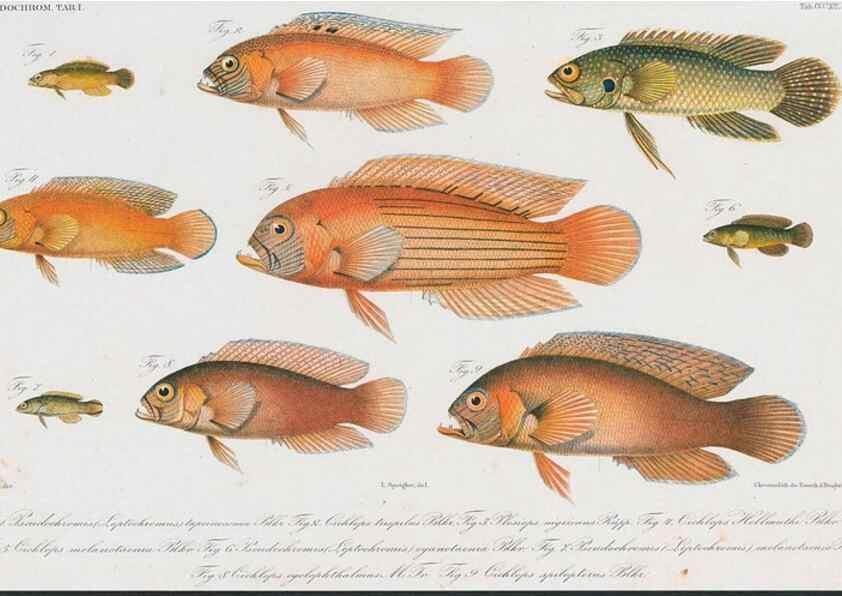Reproducción/Reproduction 48942864947: Atlas ichthyologique des Indes orientales néêrlandaises :. Amsterdam :Frédéric Muller, editeur,1862-1878. 