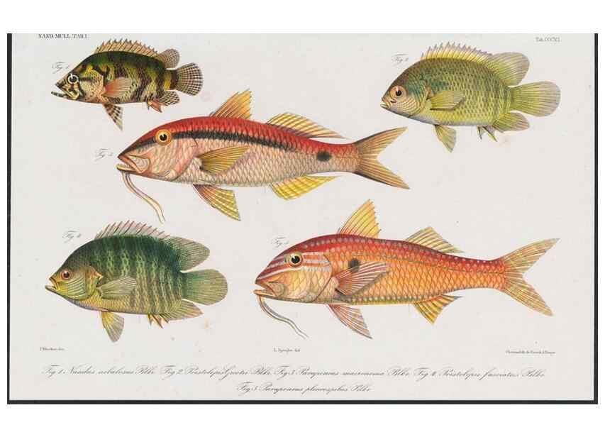 Reproducción/Reproduction 48942125423: Atlas ichthyologique des Indes orientales néêrlandaises :. Amsterdam :Frédéric Muller, editeur,1862-1878. 