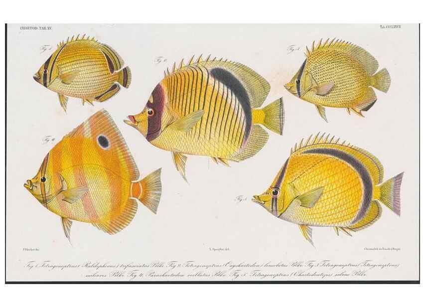 Reproducción/Reproduction 48942670581: Atlas ichthyologique des Indes orientales néêrlandaises :. Amsterdam :Frédéric Muller, editeur,1862-1878. 