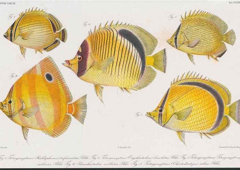 Reproducción/Reproduction 48942670581: Atlas ichthyologique des Indes orientales néêrlandaises :. Amsterdam :Frédéric Muller, editeur,1862-1878. 
