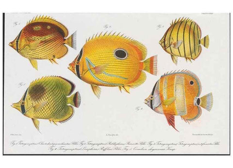 Reproducción/Reproduction 48942860762: Atlas ichthyologique des Indes orientales néêrlandaises :. Amsterdam :Frédéric Muller, editeur,1862-1878. 