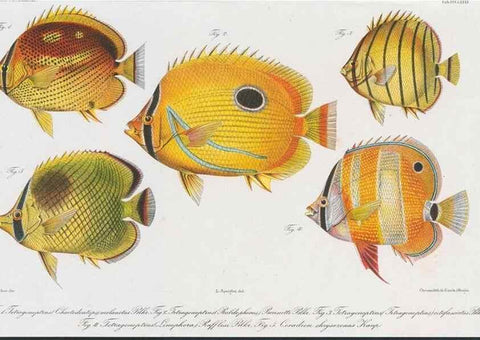 Reproducción/Reproduction 48942860762: Atlas ichthyologique des Indes orientales néêrlandaises :. Amsterdam :Frédéric Muller, editeur,1862-1878. 