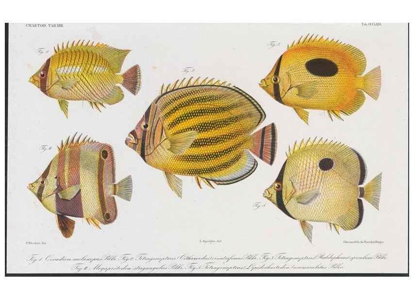 Reproducción/Reproduction 48942860417: Atlas ichthyologique des Indes orientales néêrlandaises :. Amsterdam :Frédéric Muller, editeur,1862-1878. 