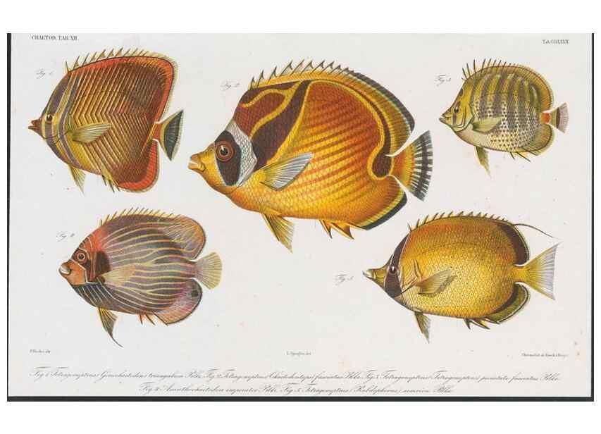 Reproducción/Reproduction 48942120308: Atlas ichthyologique des Indes orientales néêrlandaises :. Amsterdam :Frédéric Muller, editeur,1862-1878. 