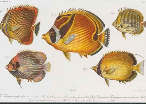 Reproducción/Reproduction 48942120308: Atlas ichthyologique des Indes orientales néêrlandaises :. Amsterdam :Frédéric Muller, editeur,1862-1878. 