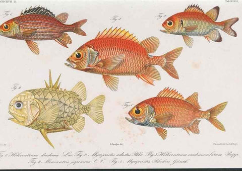 Reproducción/Reproduction 48942664476: Atlas ichthyologique des Indes orientales néêrlandaises :. Amsterdam :Frédéric Muller, editeur,1862-1878. 