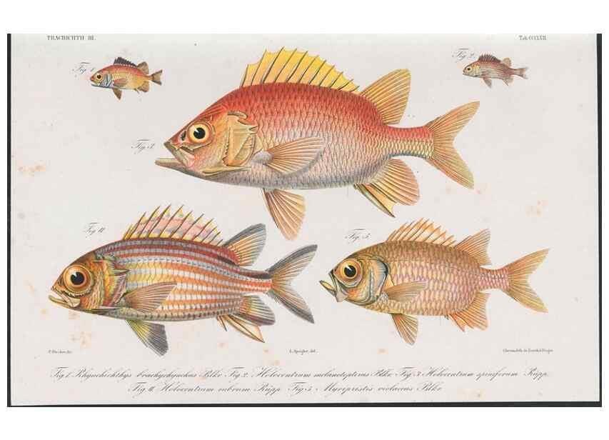 Reproducción/Reproduction 48942664831: Atlas ichthyologique des Indes orientales néêrlandaises :. Amsterdam :Frédéric Muller, editeur,1862-1878. 