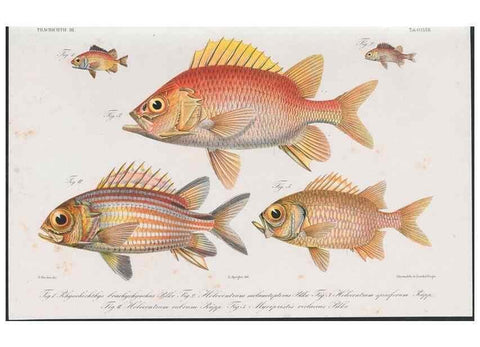 Reproducción/Reproduction 48942664831: Atlas ichthyologique des Indes orientales néêrlandaises :. Amsterdam :Frédéric Muller, editeur,1862-1878. 