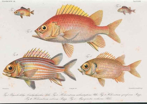 Reproducción/Reproduction 48942664831: Atlas ichthyologique des Indes orientales néêrlandaises :. Amsterdam :Frédéric Muller, editeur,1862-1878. 