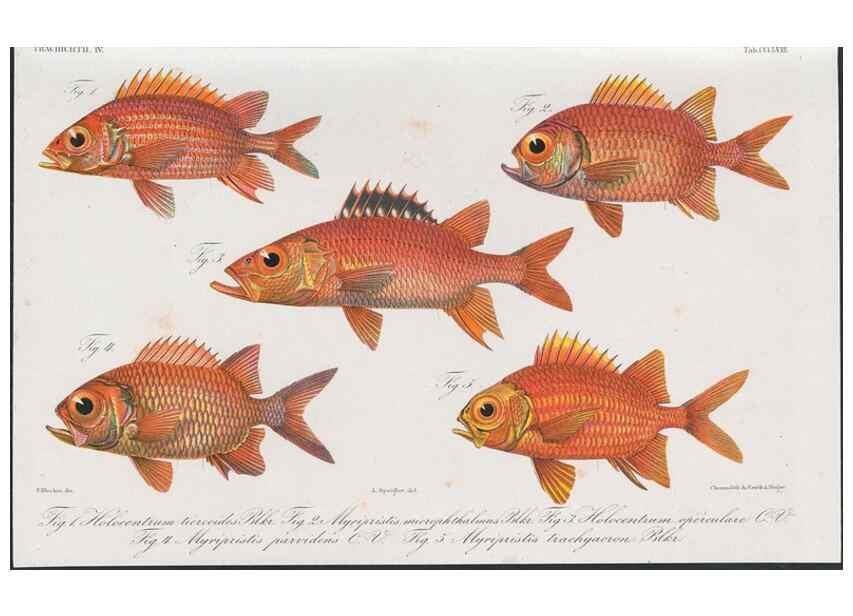 Reproducción/Reproduction 48942116033: Atlas ichthyologique des Indes orientales néêrlandaises :. Amsterdam :Frédéric Muller, editeur,1862-1878. 