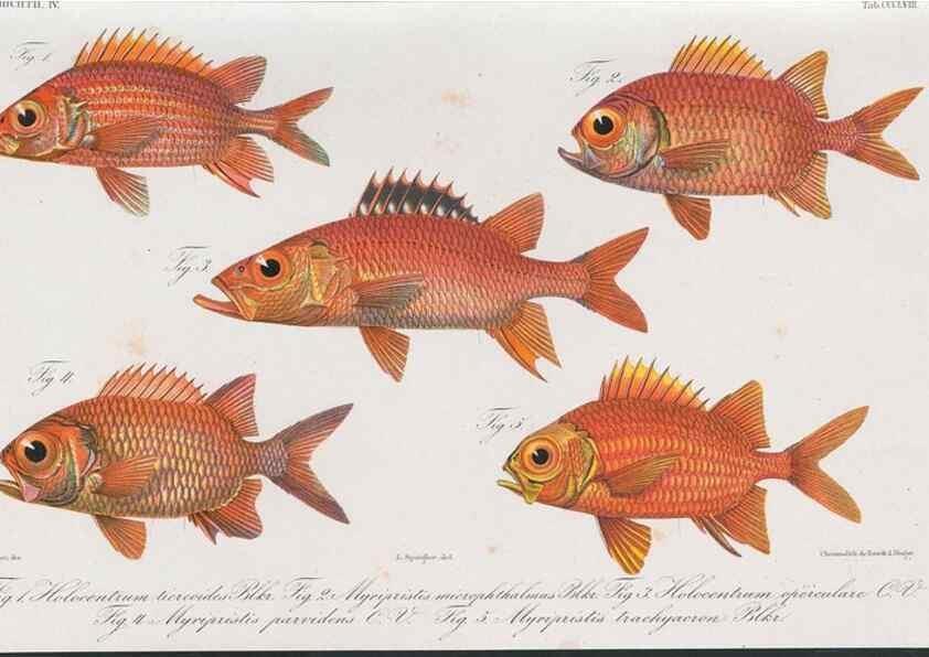 Reproducción/Reproduction 48942116033: Atlas ichthyologique des Indes orientales néêrlandaises :. Amsterdam :Frédéric Muller, editeur,1862-1878. 
