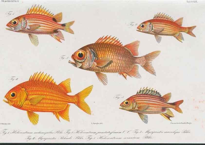 Reproducción/Reproduction 48942856007: Atlas ichthyologique des Indes orientales néêrlandaises :. Amsterdam :Frédéric Muller, editeur,1862-1878. 