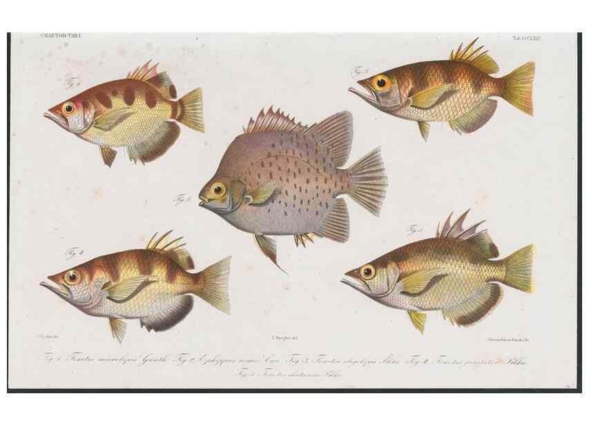 Reproducción/Reproduction 48942666276: Atlas ichthyologique des Indes orientales néêrlandaises :. Amsterdam :Frédéric Muller, editeur,1862-1878. 