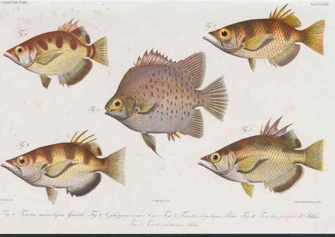 Reproducción/Reproduction 48942666276: Atlas ichthyologique des Indes orientales néêrlandaises :. Amsterdam :Frédéric Muller, editeur,1862-1878. 