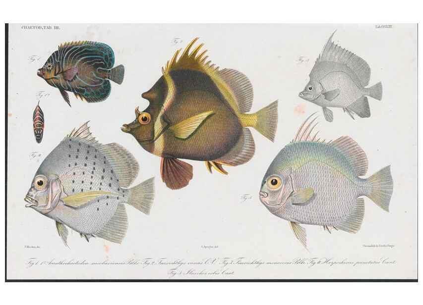 Reproducción/Reproduction 48942666871: Atlas ichthyologique des Indes orientales néêrlandaises :. Amsterdam :Frédéric Muller, editeur,1862-1878. 