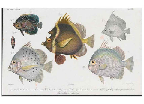 Reproducción/Reproduction 48942666871: Atlas ichthyologique des Indes orientales néêrlandaises :. Amsterdam :Frédéric Muller, editeur,1862-1878. 