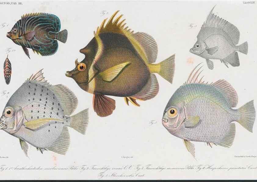 Reproducción/Reproduction 48942666871: Atlas ichthyologique des Indes orientales néêrlandaises :. Amsterdam :Frédéric Muller, editeur,1862-1878. 