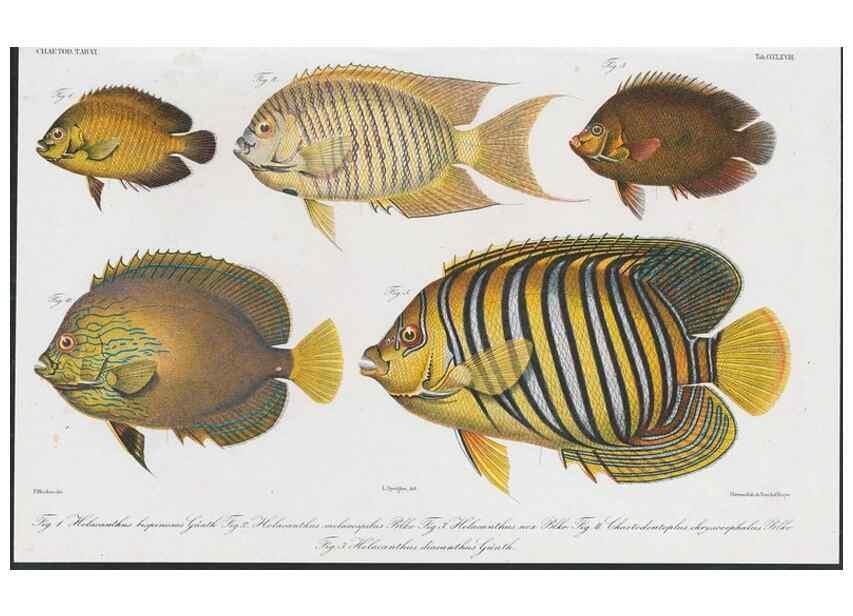 Reproducción/Reproduction 48942858377: Atlas ichthyologique des Indes orientales néêrlandaises :. Amsterdam :Frédéric Muller, editeur,1862-1878. 