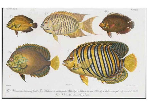 Reproducción/Reproduction 48942858377: Atlas ichthyologique des Indes orientales néêrlandaises :. Amsterdam :Frédéric Muller, editeur,1862-1878. 