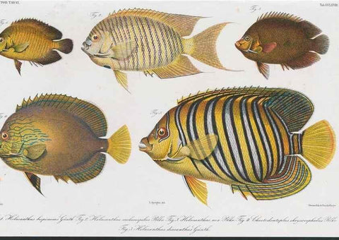 Reproducción/Reproduction 48942858377: Atlas ichthyologique des Indes orientales néêrlandaises :. Amsterdam :Frédéric Muller, editeur,1862-1878. 