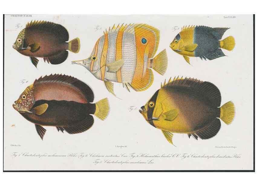 Reproducción/Reproduction 48942668276: Atlas ichthyologique des Indes orientales néêrlandaises :. Amsterdam :Frédéric Muller, editeur,1862-1878. 