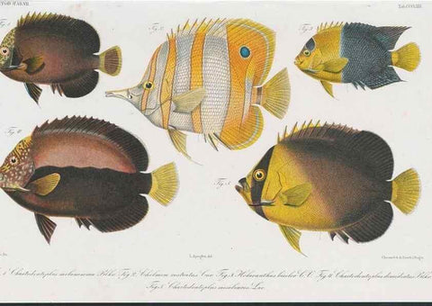 Reproducción/Reproduction 48942668276: Atlas ichthyologique des Indes orientales néêrlandaises :. Amsterdam :Frédéric Muller, editeur,1862-1878. 