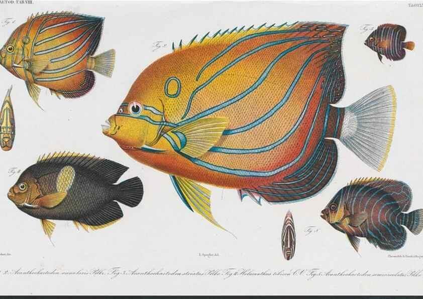 Reproducción/Reproduction 48942668541: Atlas ichthyologique des Indes orientales néêrlandaises :. Amsterdam :Frédéric Muller, editeur,1862-1878. 