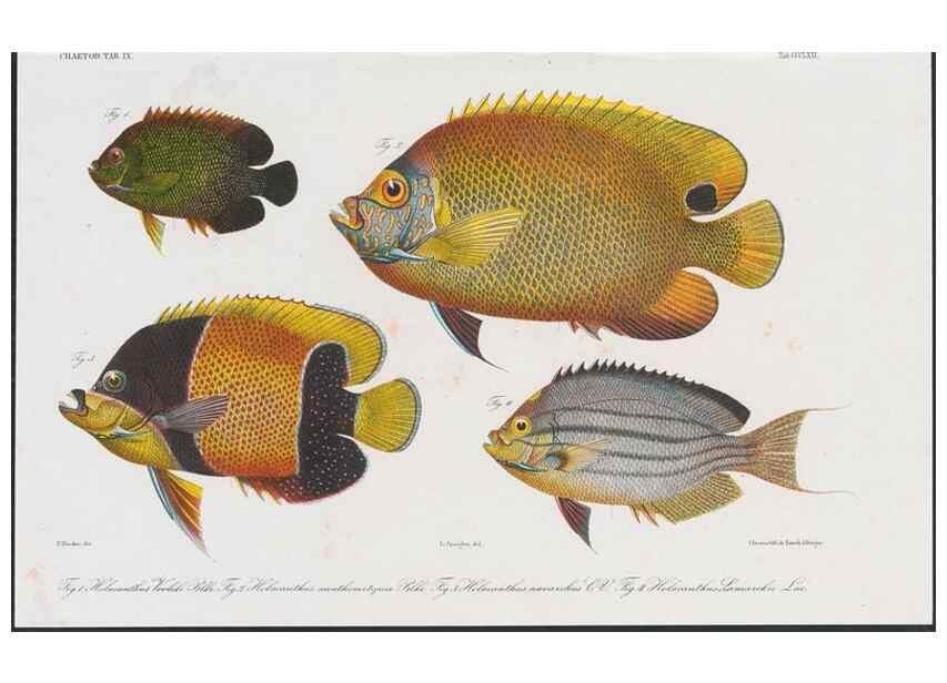 Reproducción/Reproduction 48942859262: Atlas ichthyologique des Indes orientales néêrlandaises :. Amsterdam :Frédéric Muller, editeur,1862-1878. 
