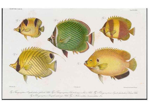Reproducción/Reproduction 48942120033: Atlas ichthyologique des Indes orientales néêrlandaises :. Amsterdam :Frédéric Muller, editeur,1862-1878. 