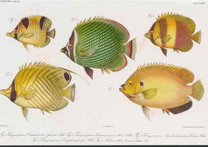 Reproducción/Reproduction 48942120033: Atlas ichthyologique des Indes orientales néêrlandaises :. Amsterdam :Frédéric Muller, editeur,1862-1878. 