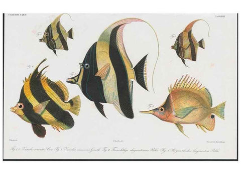 Reproducción/Reproduction 48942117878: Atlas ichthyologique des Indes orientales néêrlandaises :. Amsterdam :Frédéric Muller, editeur,1862-1878. 