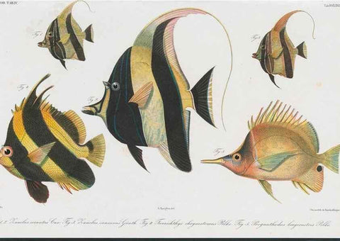 Reproducción/Reproduction 48942117878: Atlas ichthyologique des Indes orientales néêrlandaises :. Amsterdam :Frédéric Muller, editeur,1862-1878. 
