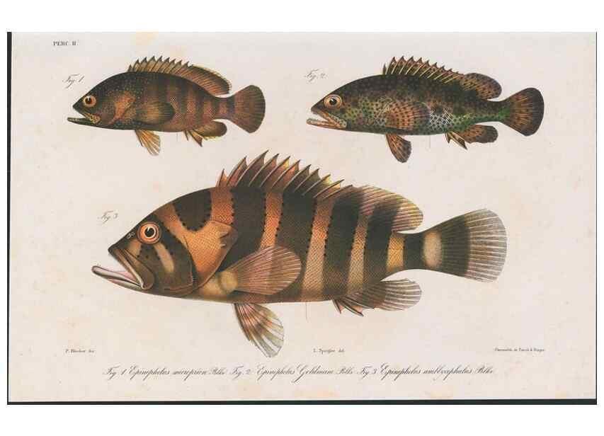 Reproducción/Reproduction 48942663317: Atlas ichthyologique des Indes orientales néêrlandaises :. Amsterdam :Frédéric Muller, editeur,1862-1878. 