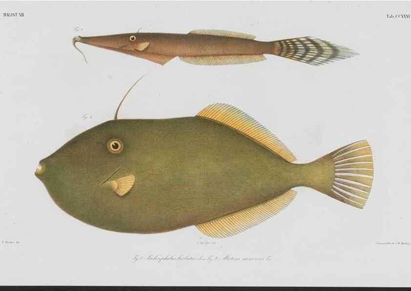 Reproducción/Reproduction 48941774468: Atlas ichthyologique des Indes orientales néêrlandaises :. Amsterdam :Frédéric Muller, editeur,1862-1878. 