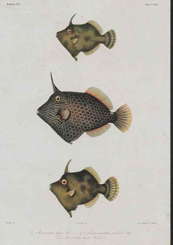 Reproducción/Reproduction 48942513222: Atlas ichthyologique des Indes orientales néêrlandaises :. Amsterdam :Frédéric Muller, editeur,1862-1878. 