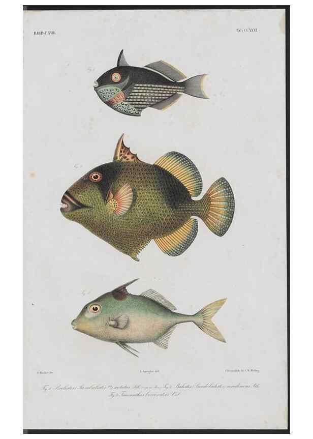 Reproducción/Reproduction 48942322066: Atlas ichthyologique des Indes orientales néêrlandaises :. Amsterdam :Frédéric Muller, editeur,1862-1878. 