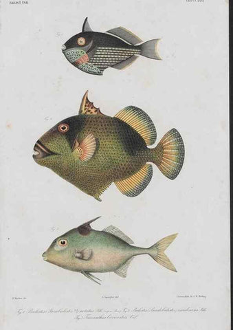 Reproducción/Reproduction 48942322066: Atlas ichthyologique des Indes orientales néêrlandaises :. Amsterdam :Frédéric Muller, editeur,1862-1878. 