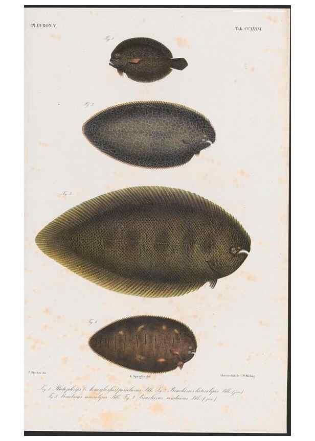 Reproducción/Reproduction 48942364291: Atlas ichthyologique des Indes orientales néêrlandaises :. Amsterdam :Frédéric Muller, editeur,1862-1878. 